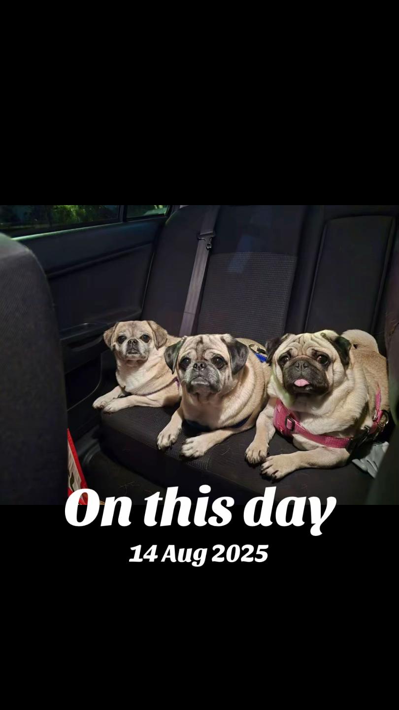 @Life with my 3 beautiful Pugs