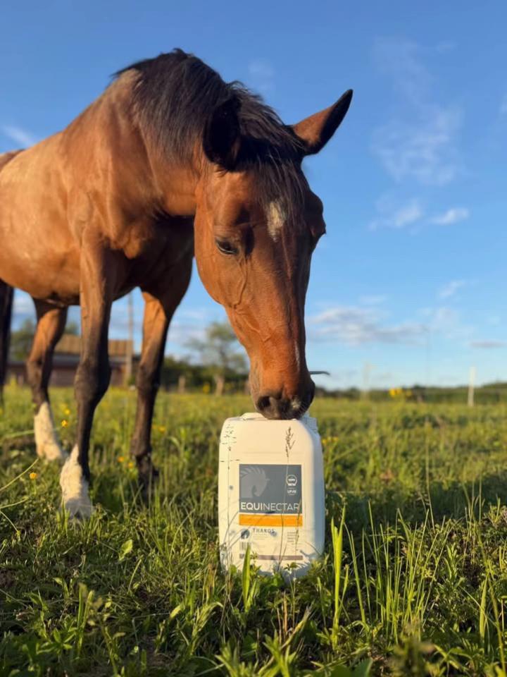 @equinectar