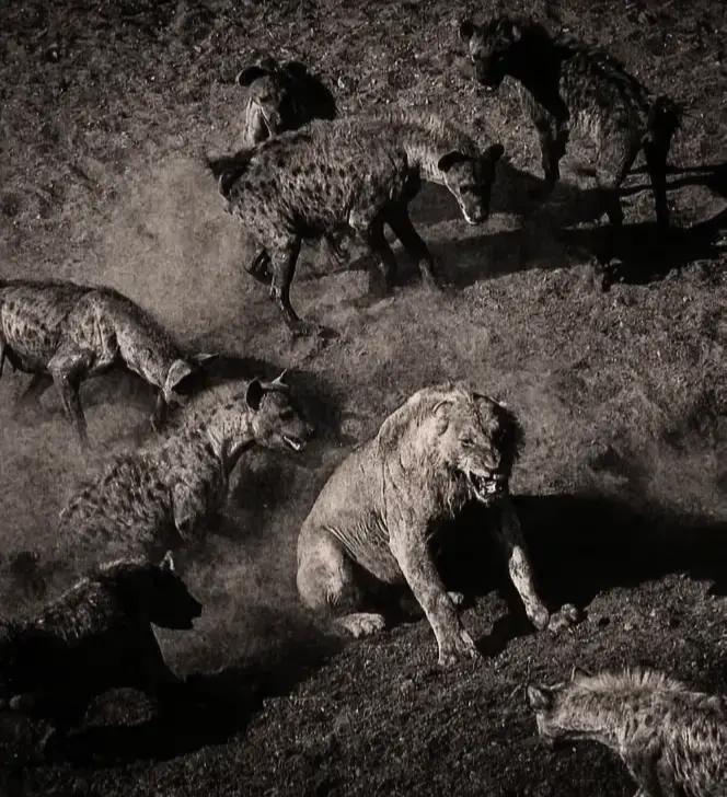 @آلَآًسًــــــــد🦁