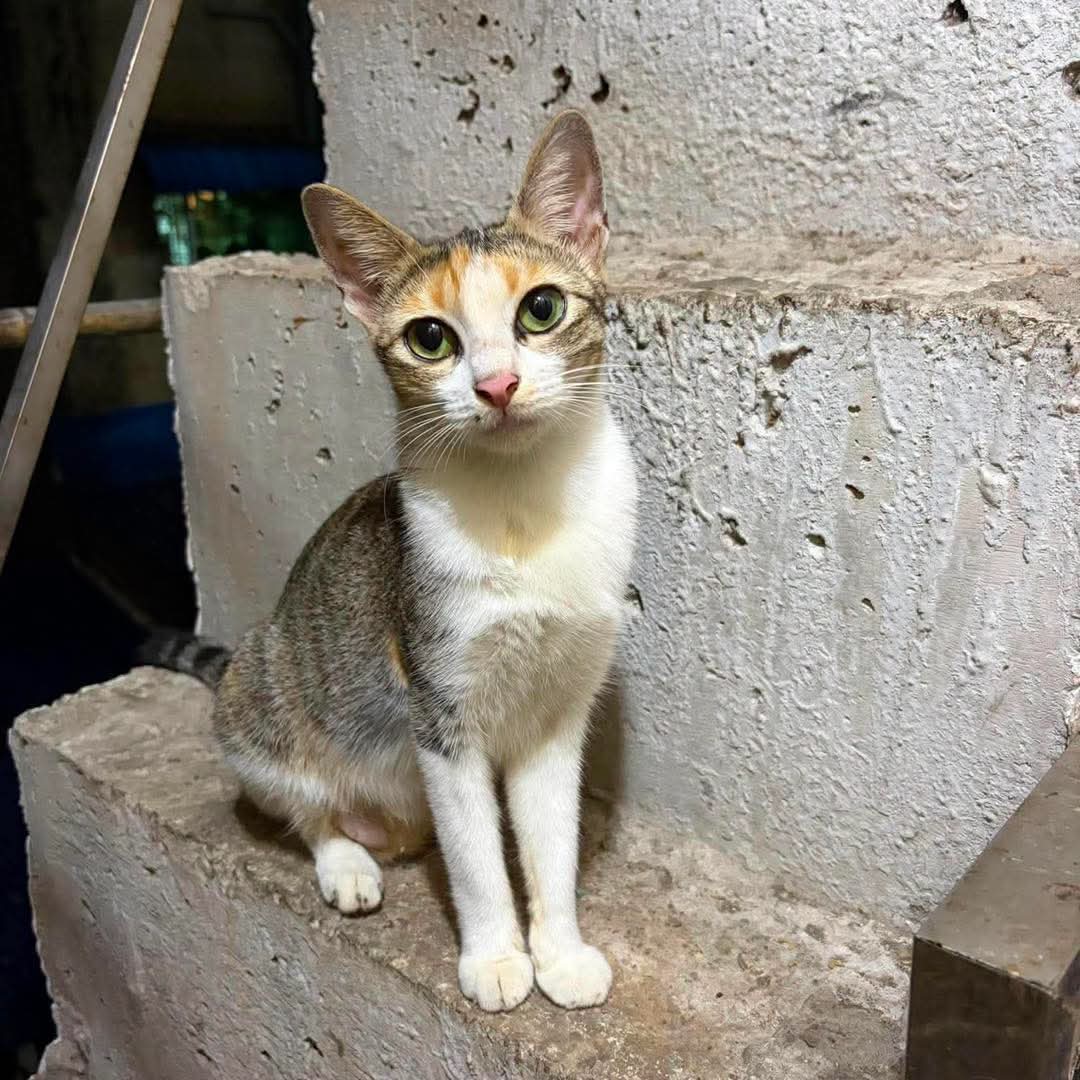 @MyanmarStreetAnimalProtection