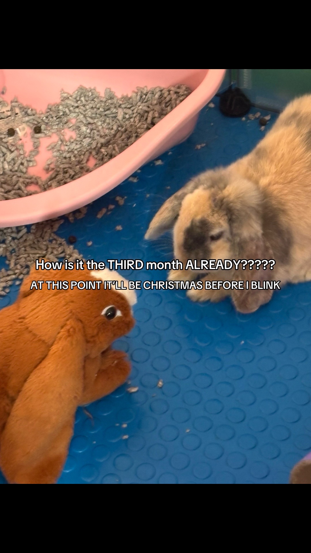 @𝐭𝐡𝐞𝐚 ⋆🪞🦢ෆ˚