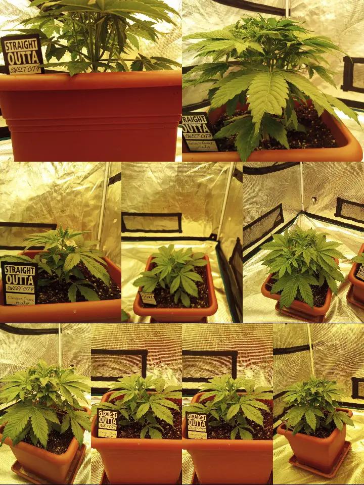 @420_Kaktus.Gurke_69