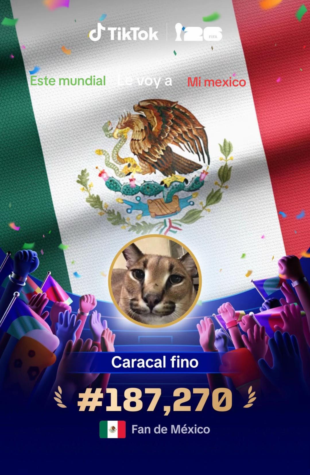 @Caracal fino