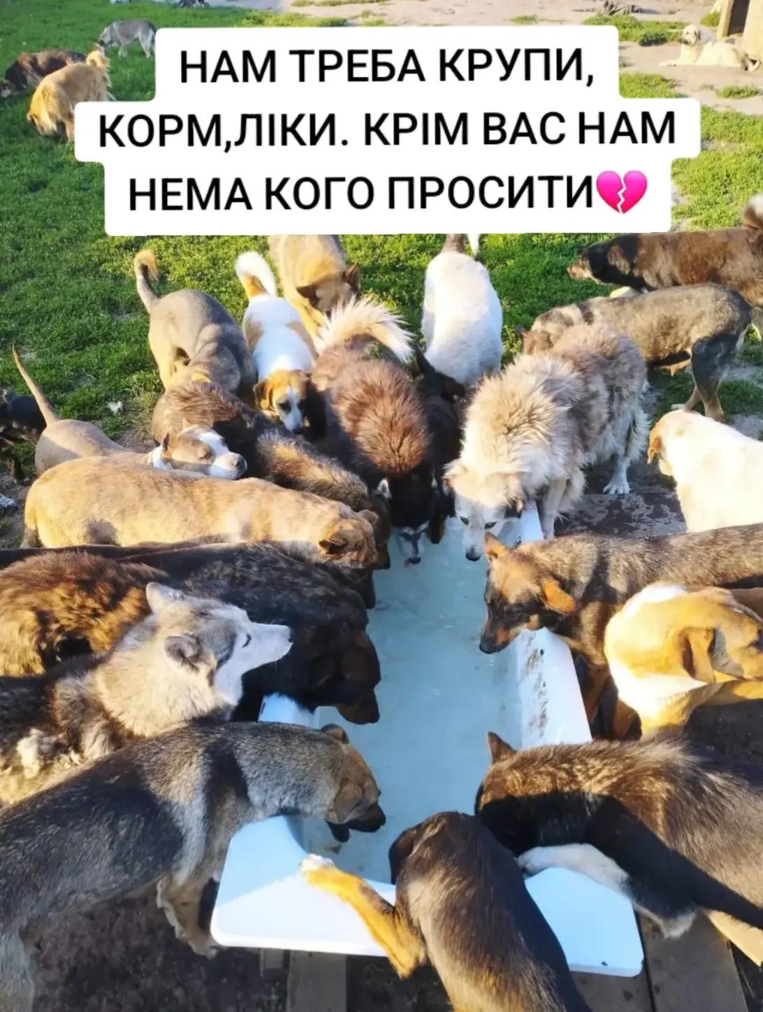 @tvarinkidobra