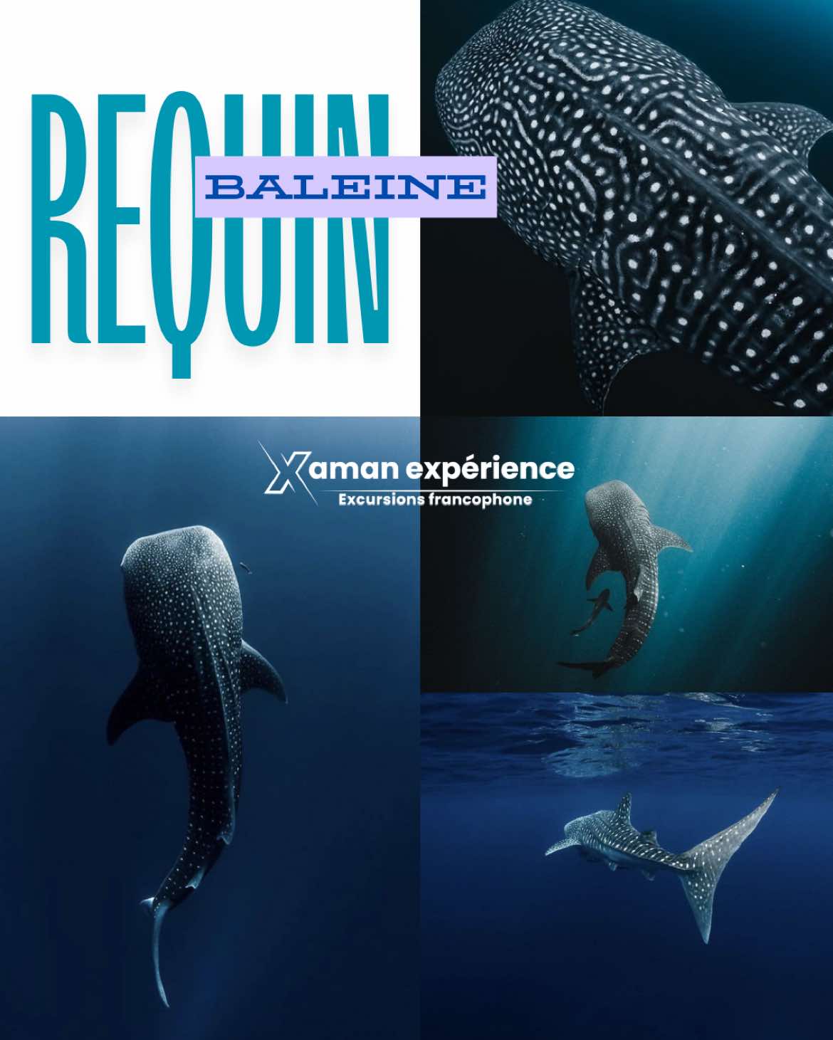 @xamanexperience