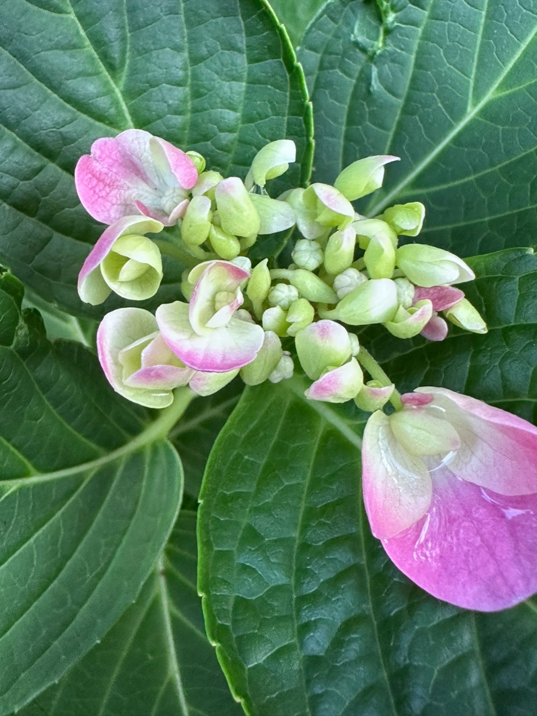 @777dna
