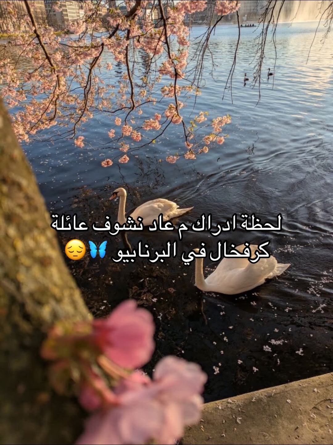 @عائلة كرفخال🦋