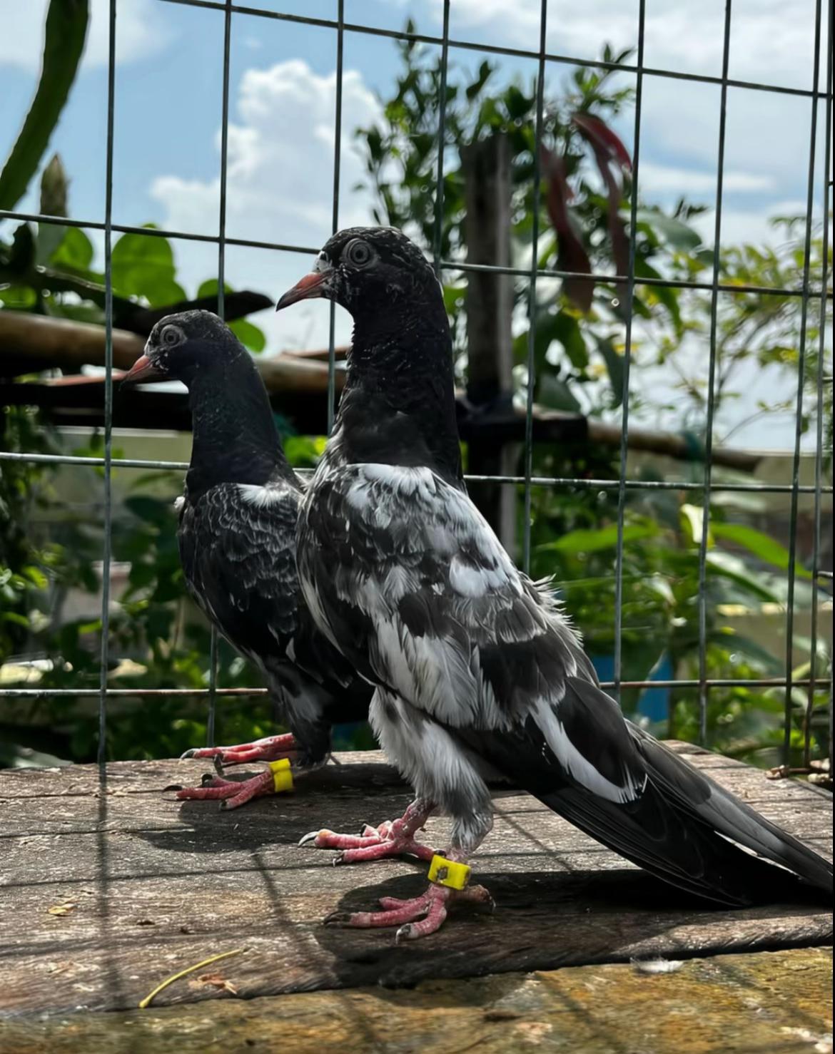 @Royal Birds 🕊️👑