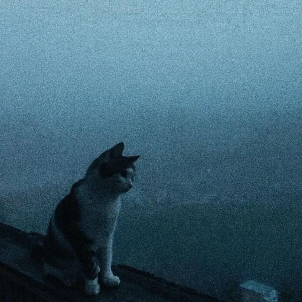 @𝐀𝐢𝐥𝐮𝐫𝐨𝐩𝐡𝐢𝐥𝐞 🗽