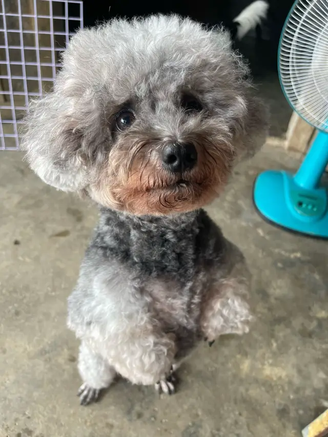 @Nị Đẹp Chó 🐶