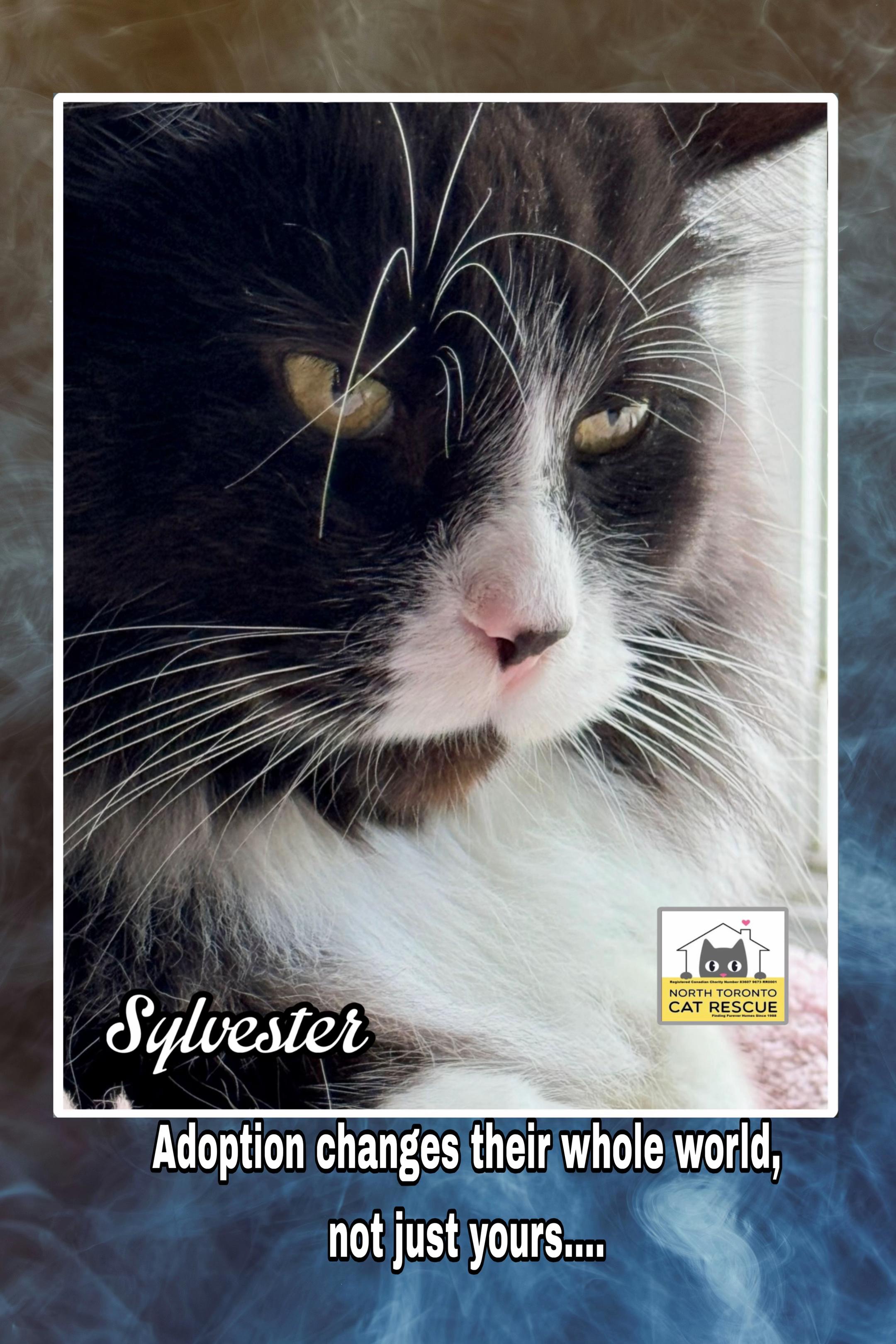@North Toronto Cat Rescue