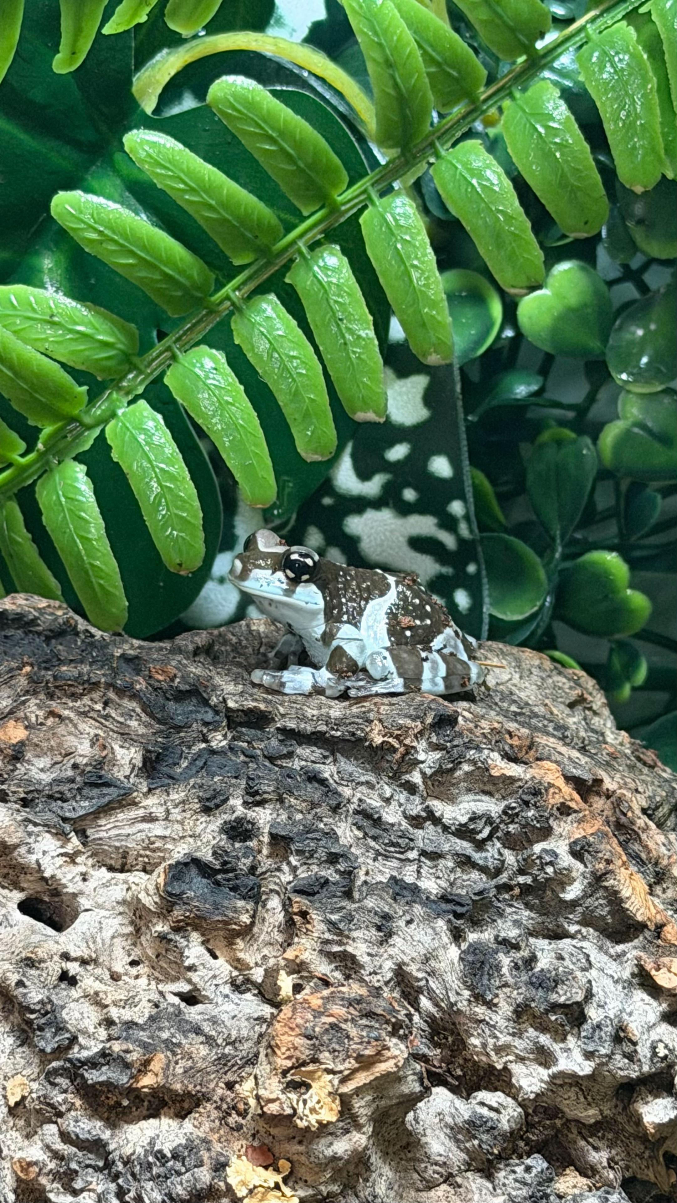 @frogsandoddities