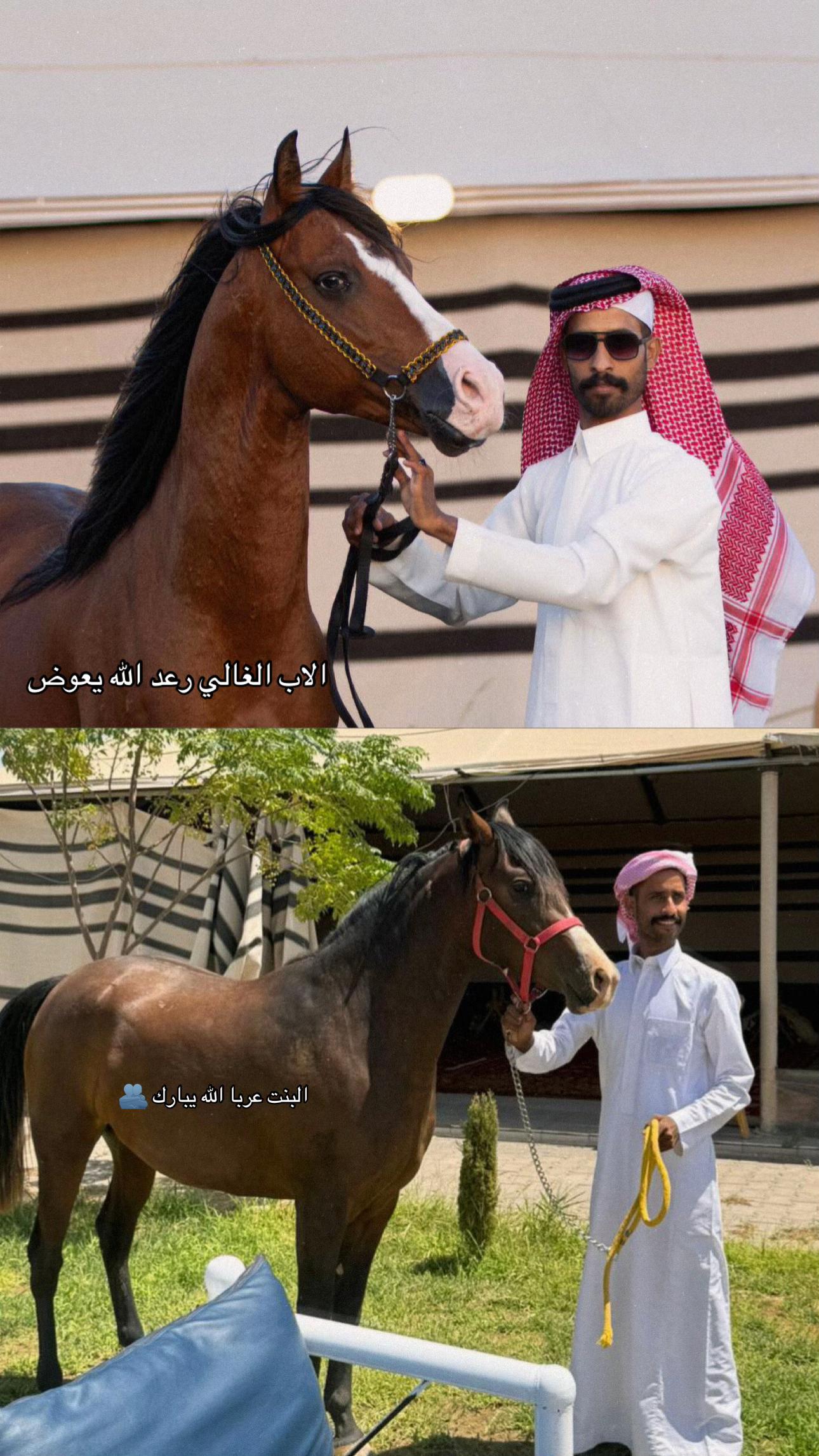 @هاني الدابس الشراري🐎