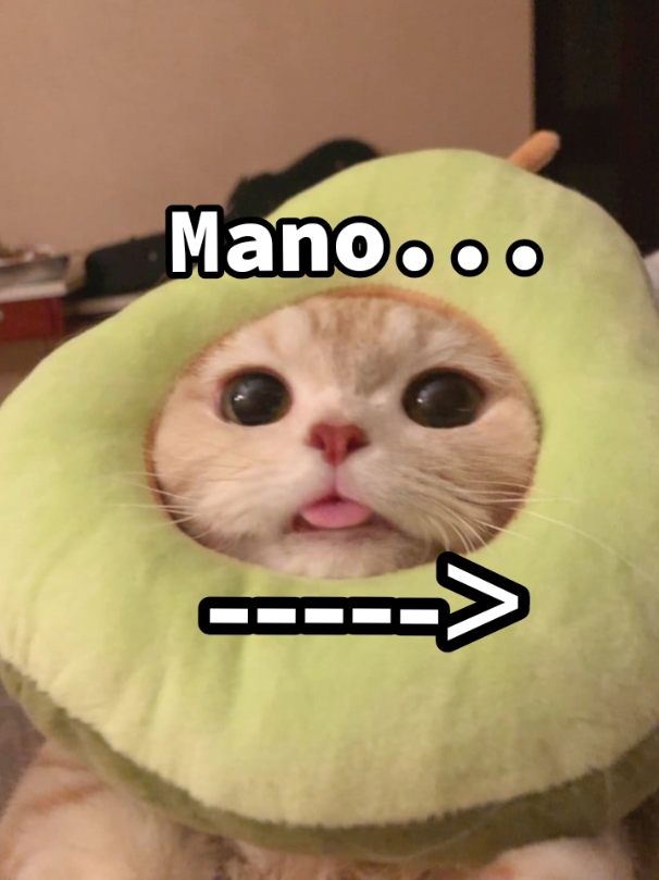 @Ozzy o gato
