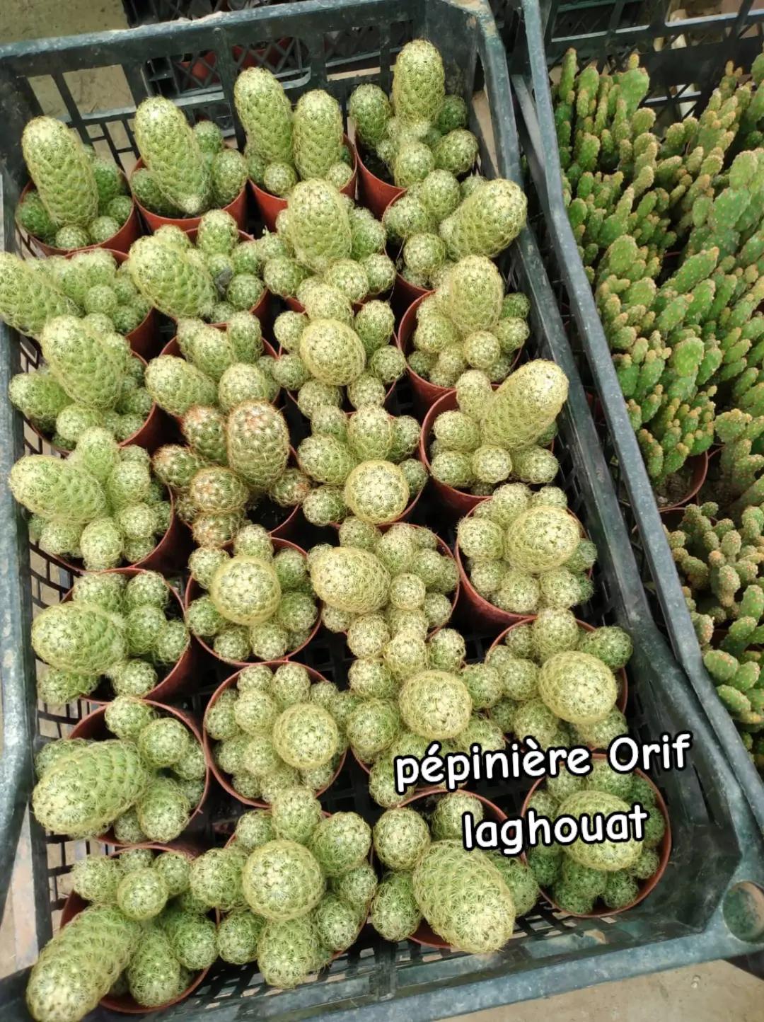 @P&eacute;pini&egrave;re ORIF Laghouat
