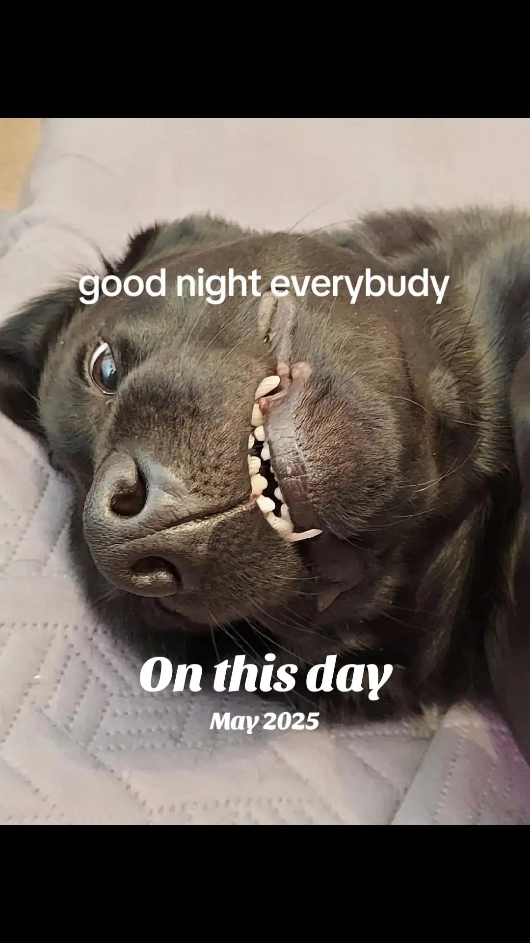 @Ali & 7 Dogs