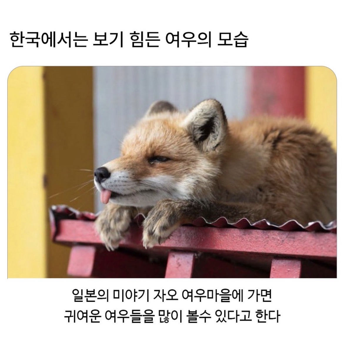 @로이젤