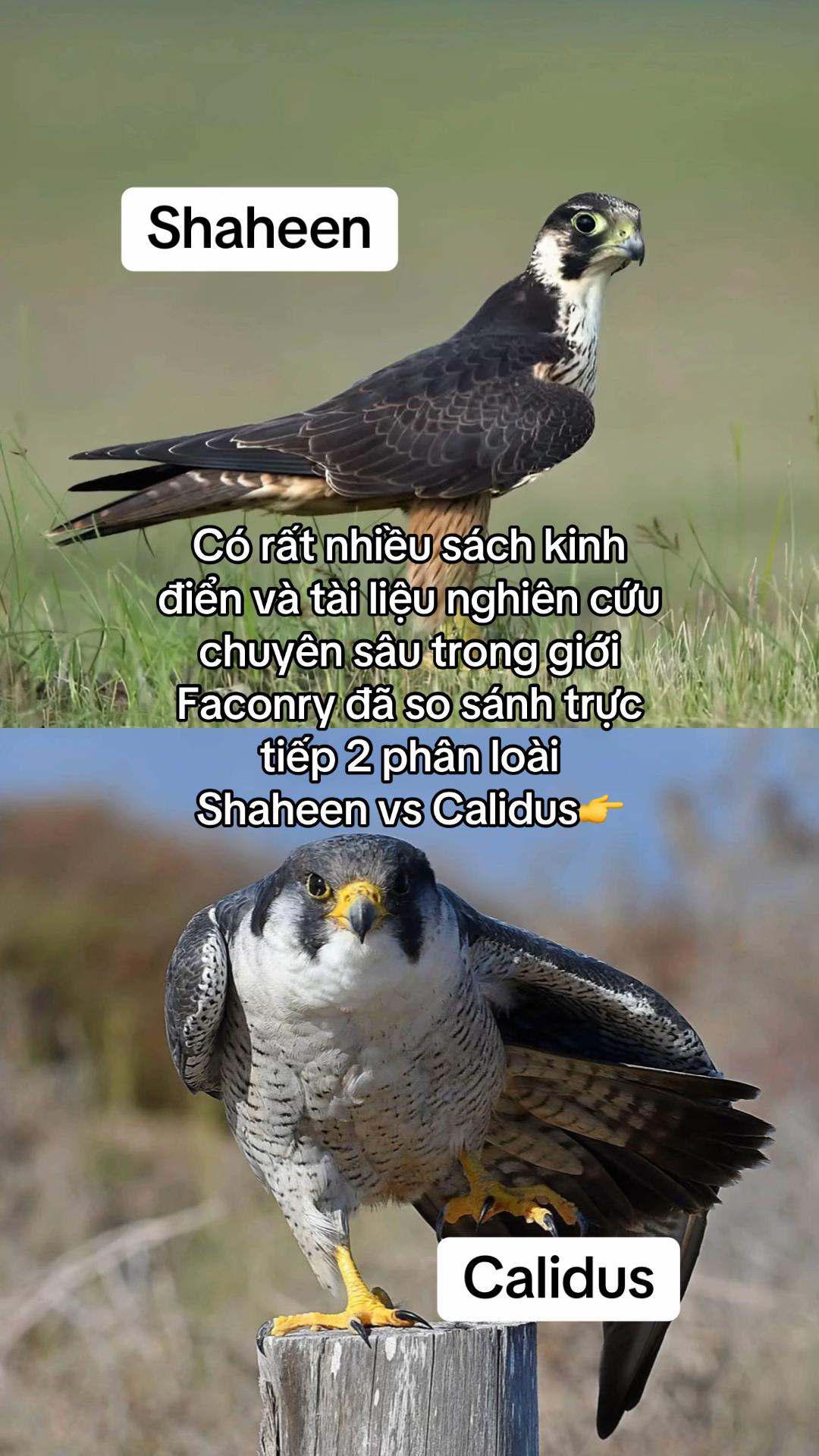 @H2 Raptor