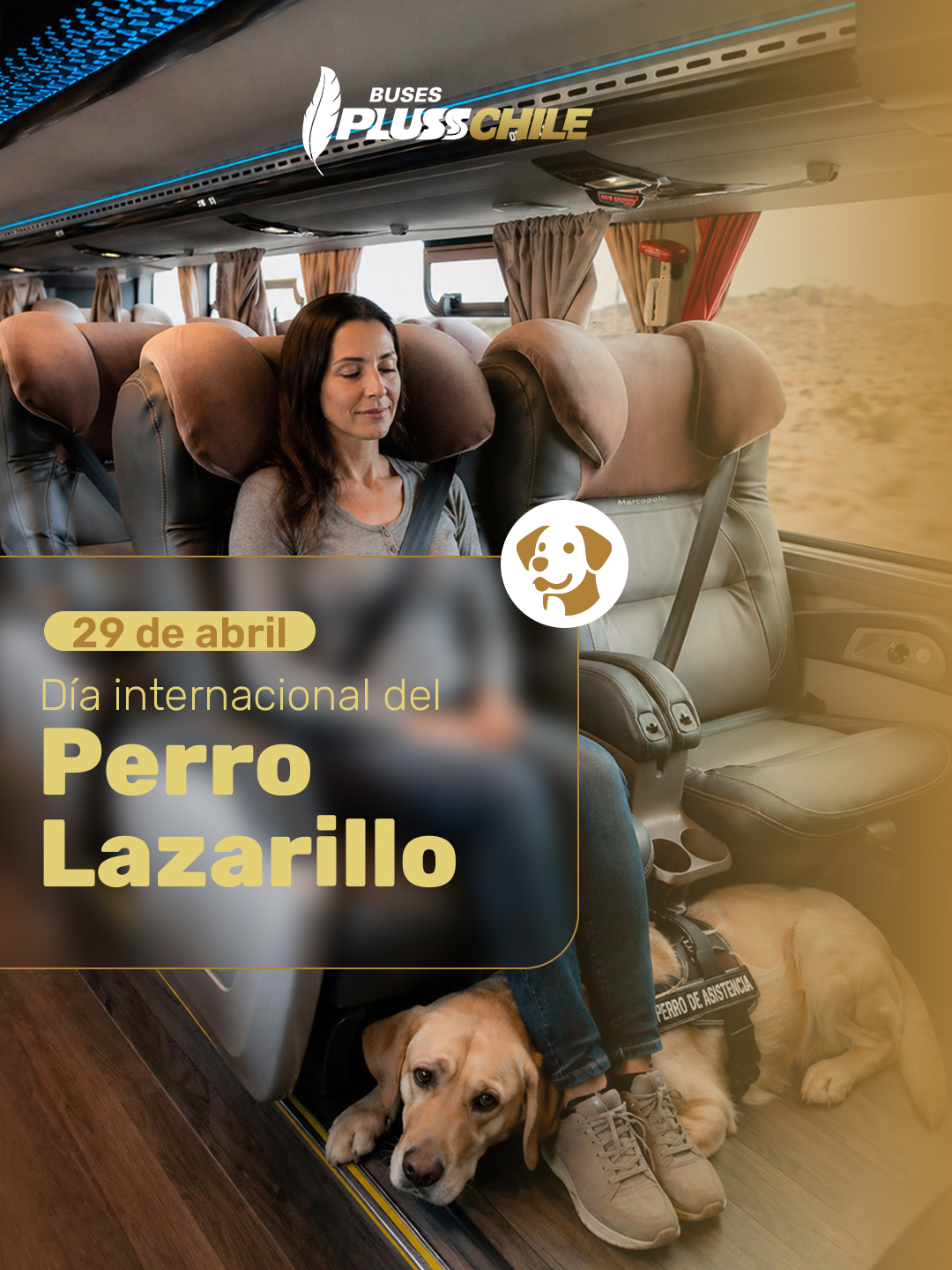 @plusschile