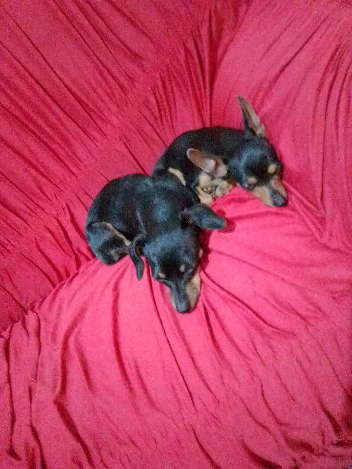 @🩷Tetê e suas pinschers🩷