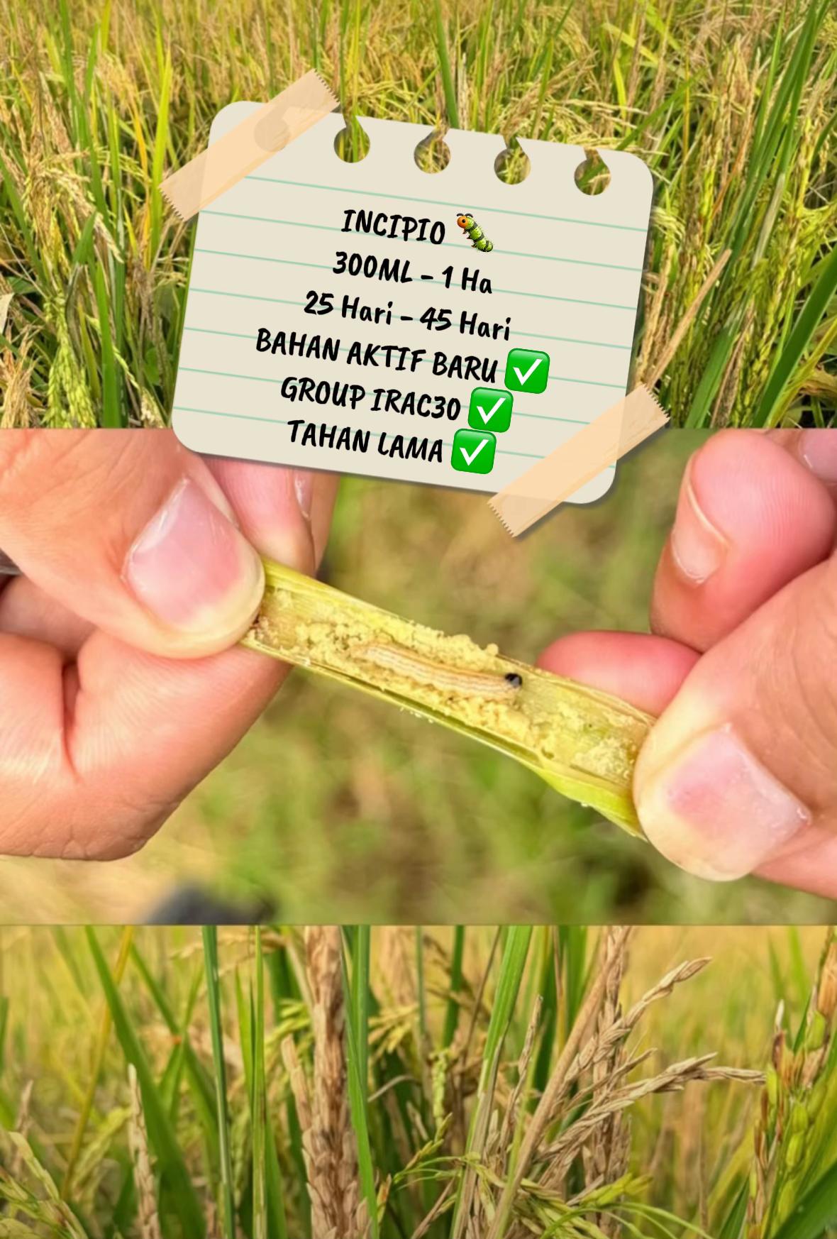@CY Agriculture