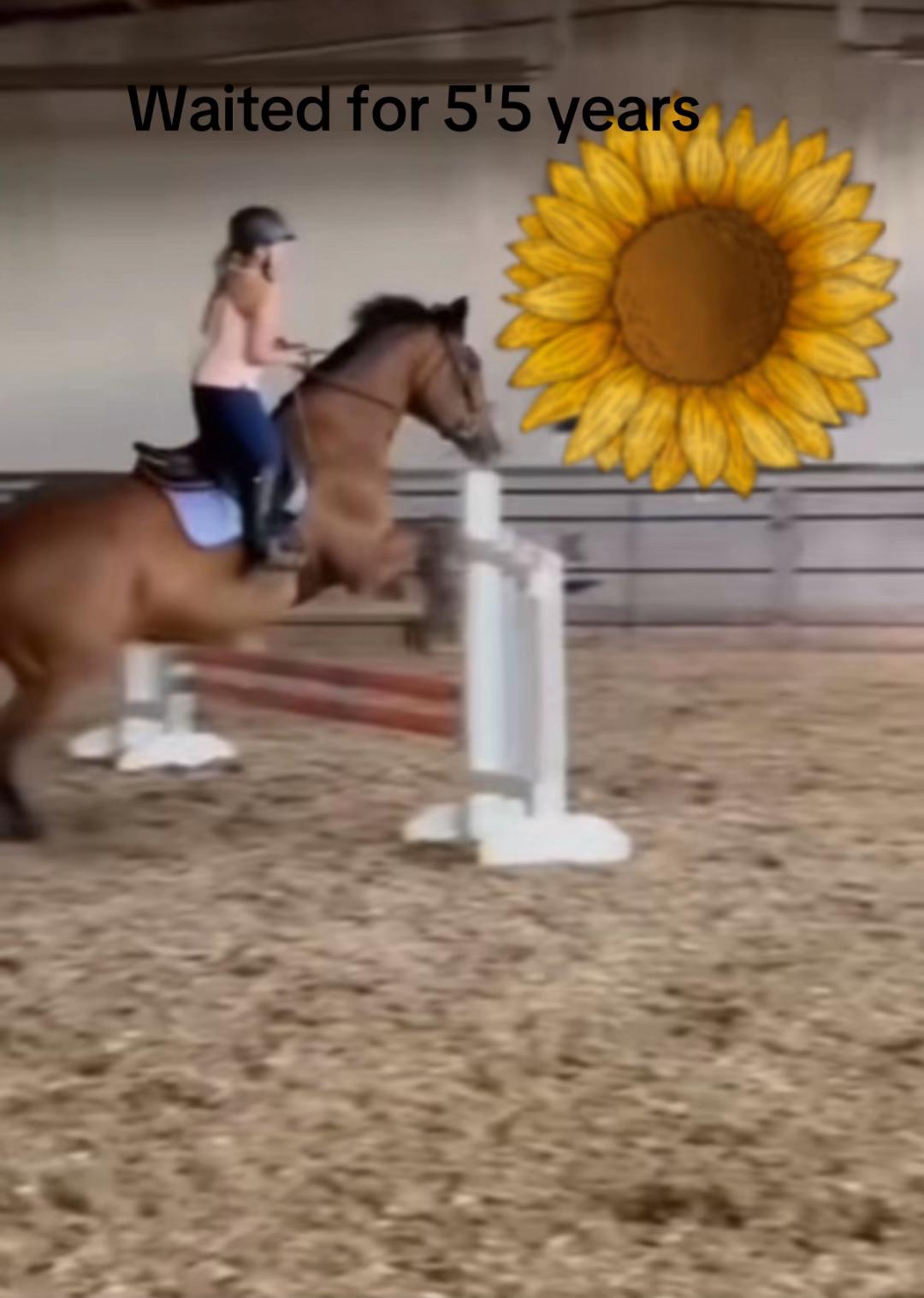 @Kaya_Equine _Molly
