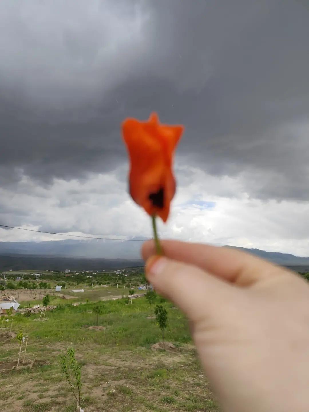@g&uuml;l&uuml;ş&uuml; g&uuml;zel