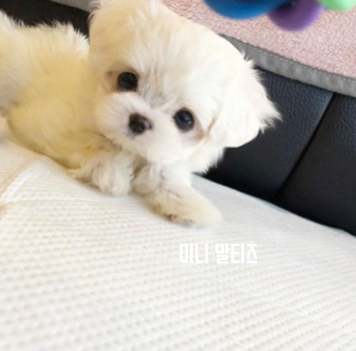 @perro feliz