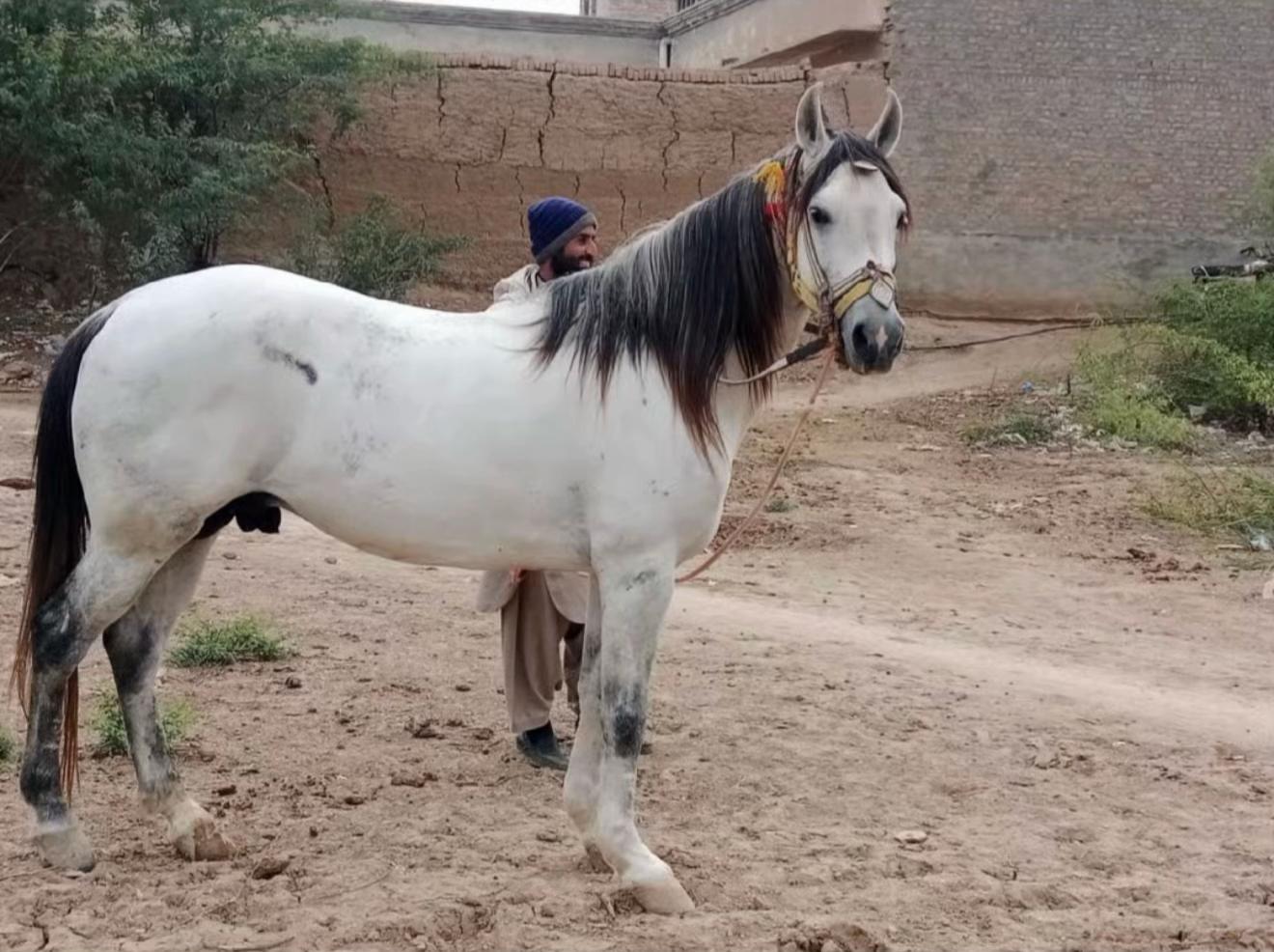 @Hayat Raza