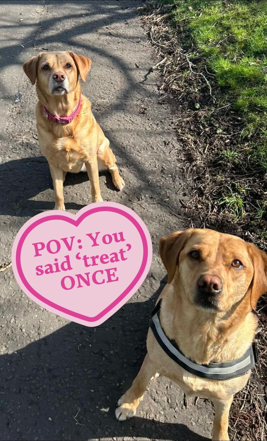 @Goldenwaggytales