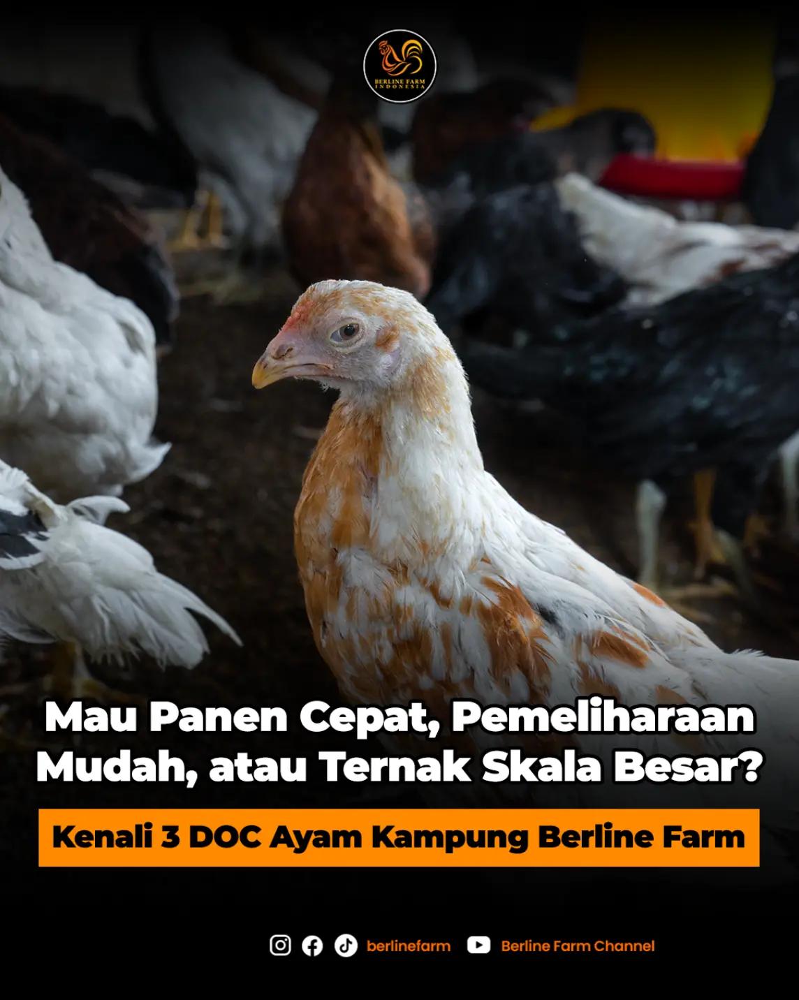 @Berline Farm
