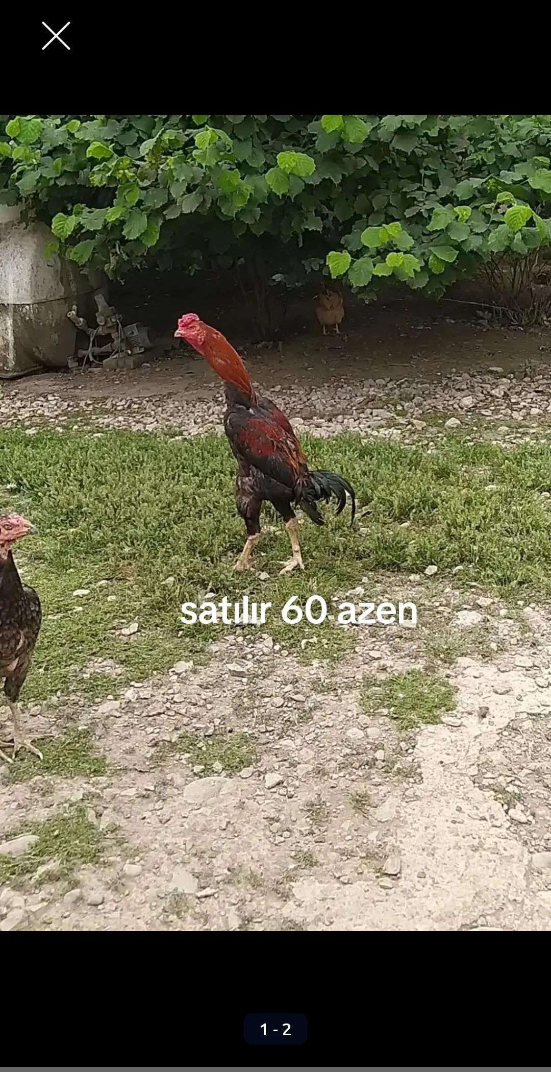 @peşəkarlar 6006556