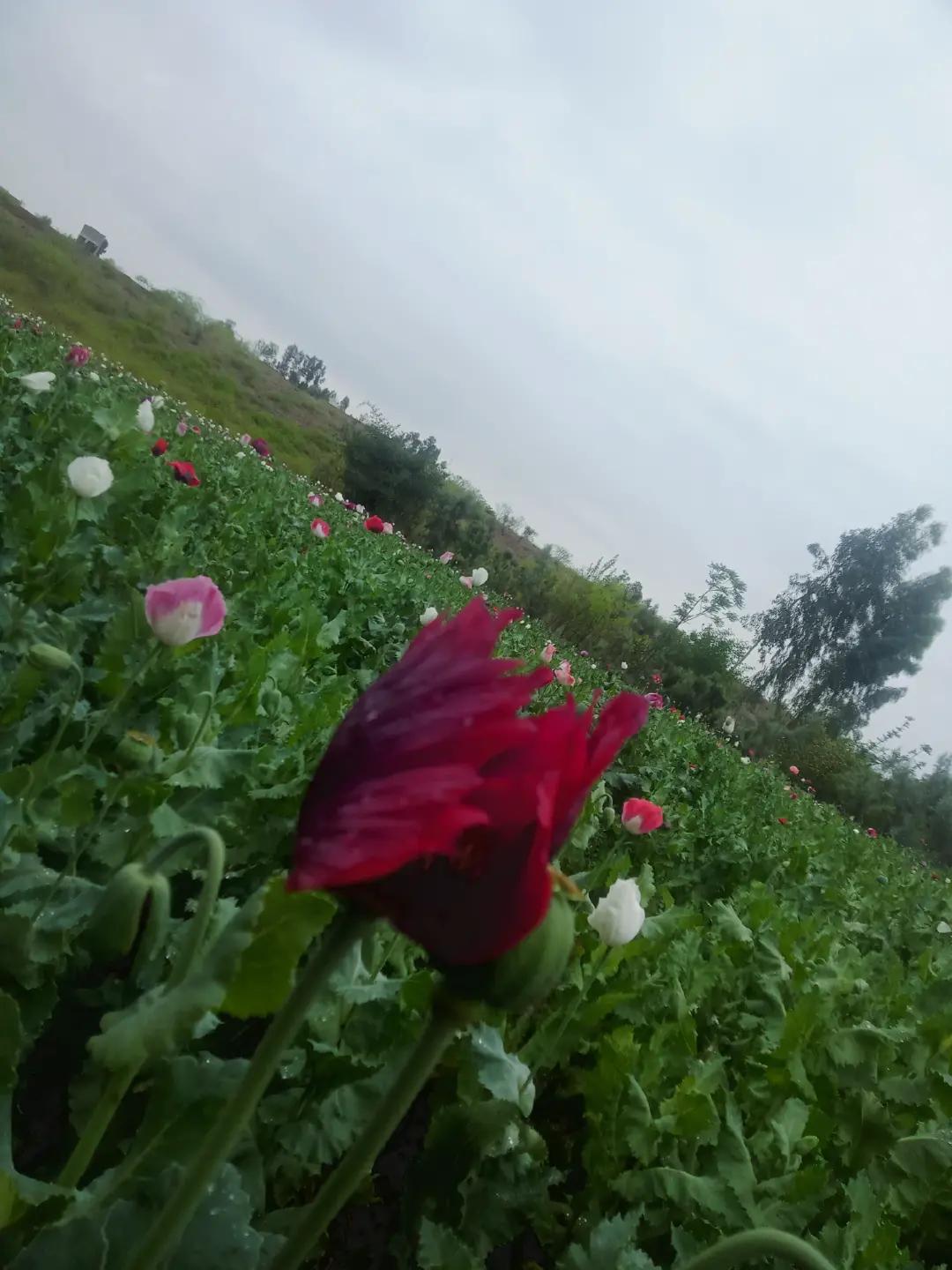 @꧁༒☬اٌمید آفریدی꧁༒☬