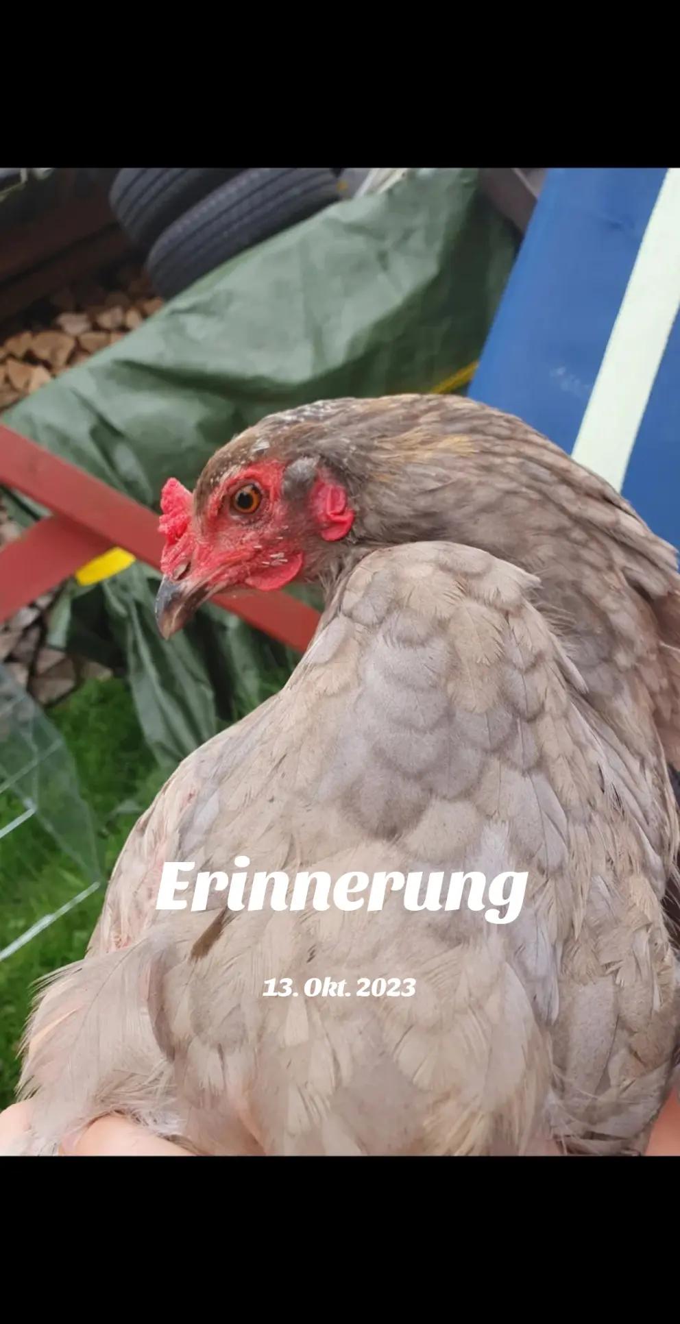 @der hühnermeister 🐓