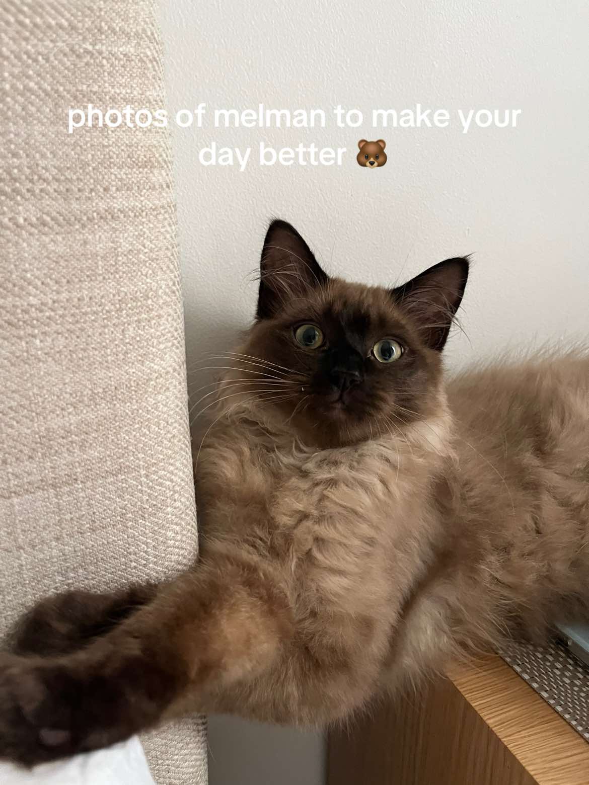 @melman 🐻