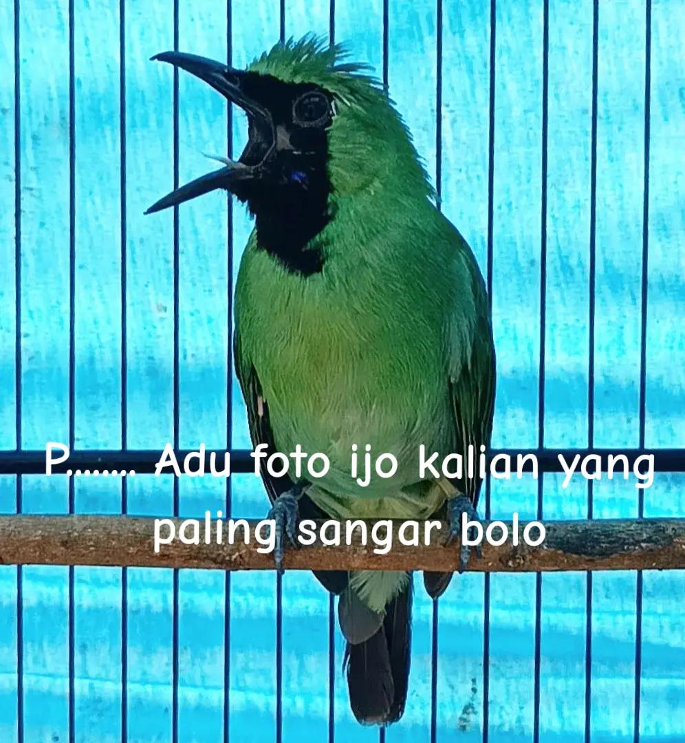 @Al Kindi Thoriq