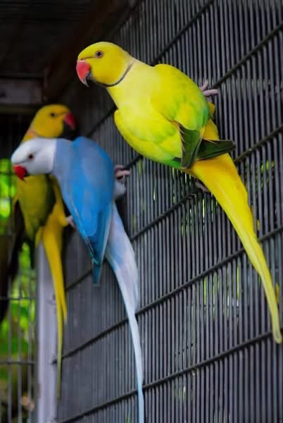 @Ring-necked Parakeets