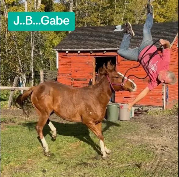 @Horse Heroes Alberta