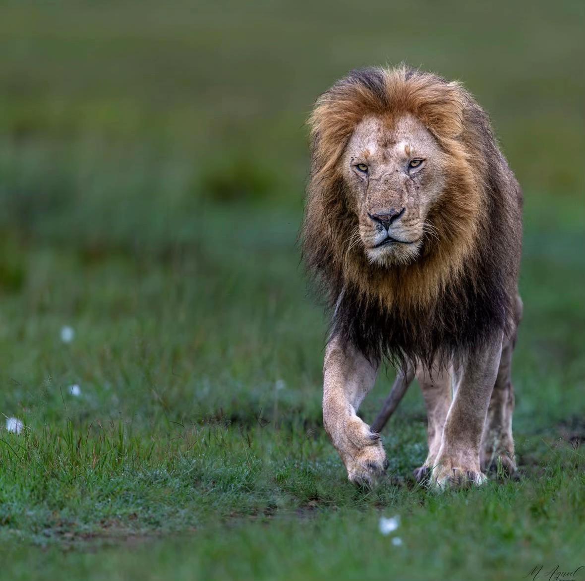 @Nai (aka Lion Expert)