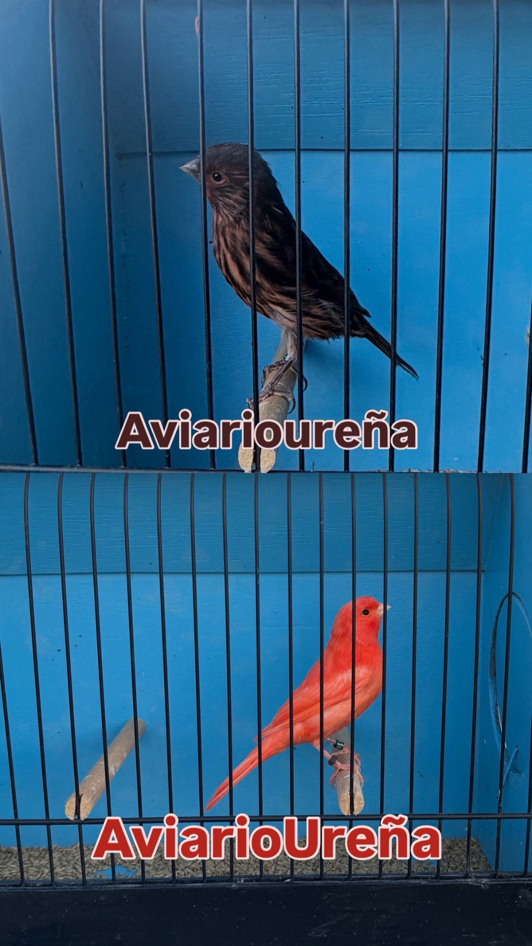 @AviarioUreña