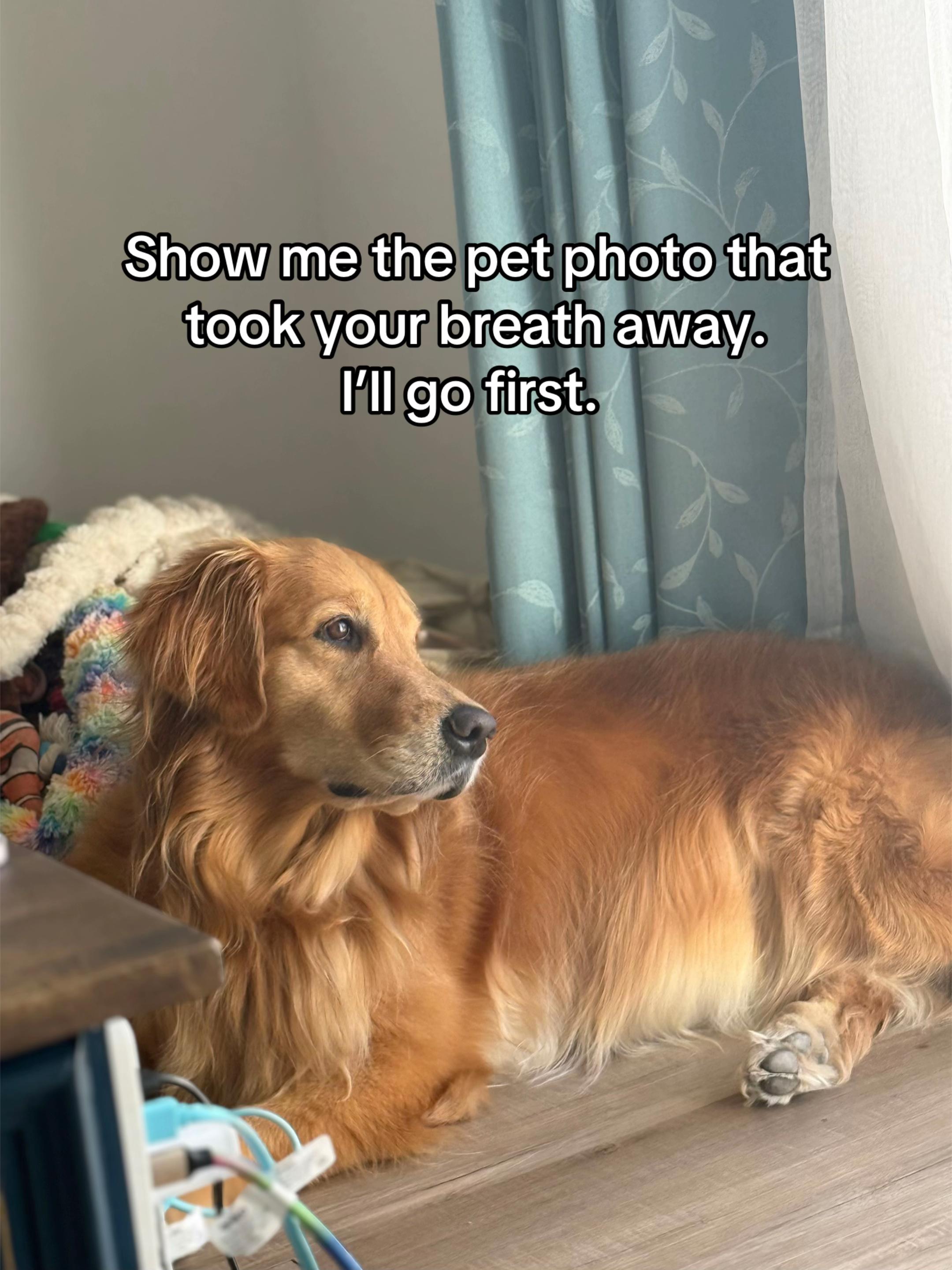 @3goldenretriever