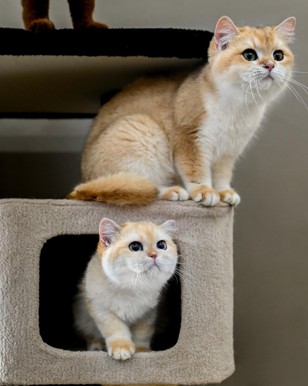 @dutchthebritishcat