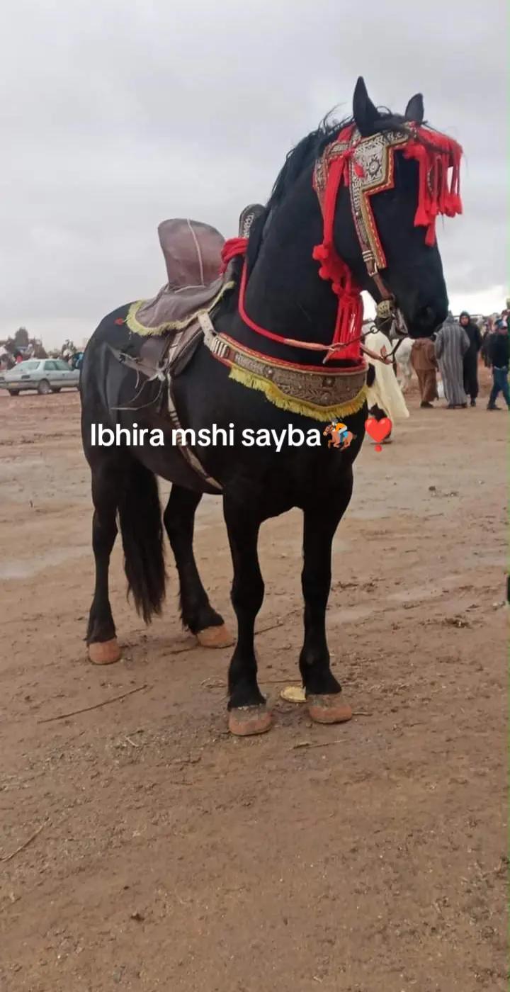 @حميد محمودي.