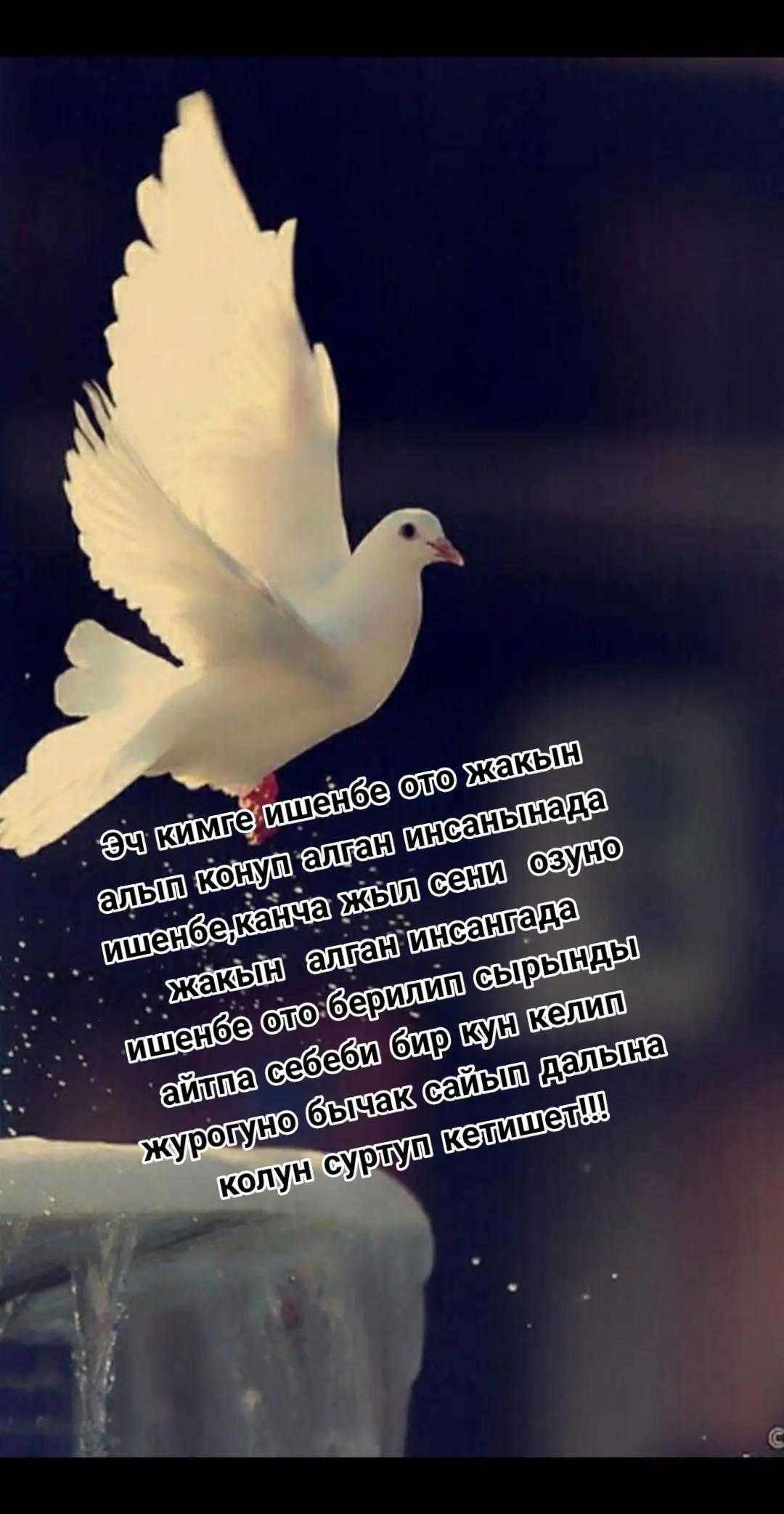 @🥀Сезим 💘мн💘ойнобо🥀