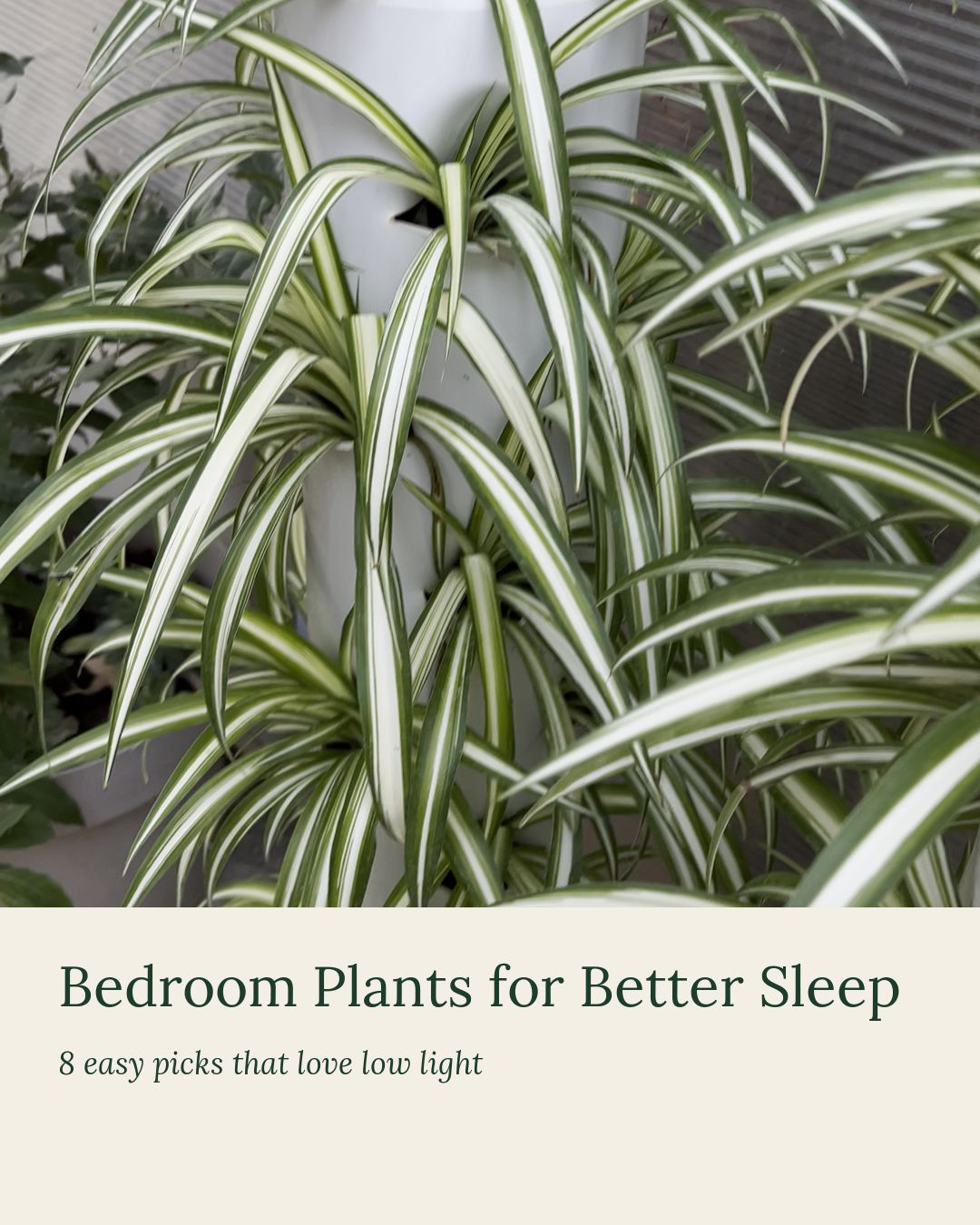 @Plant House & Garden