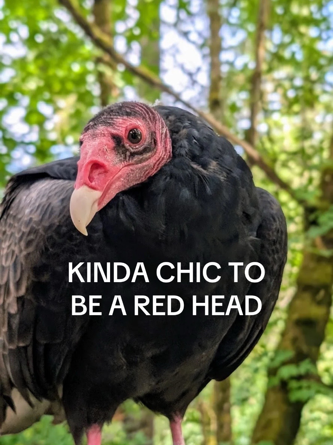 @Carolina Raptor Center