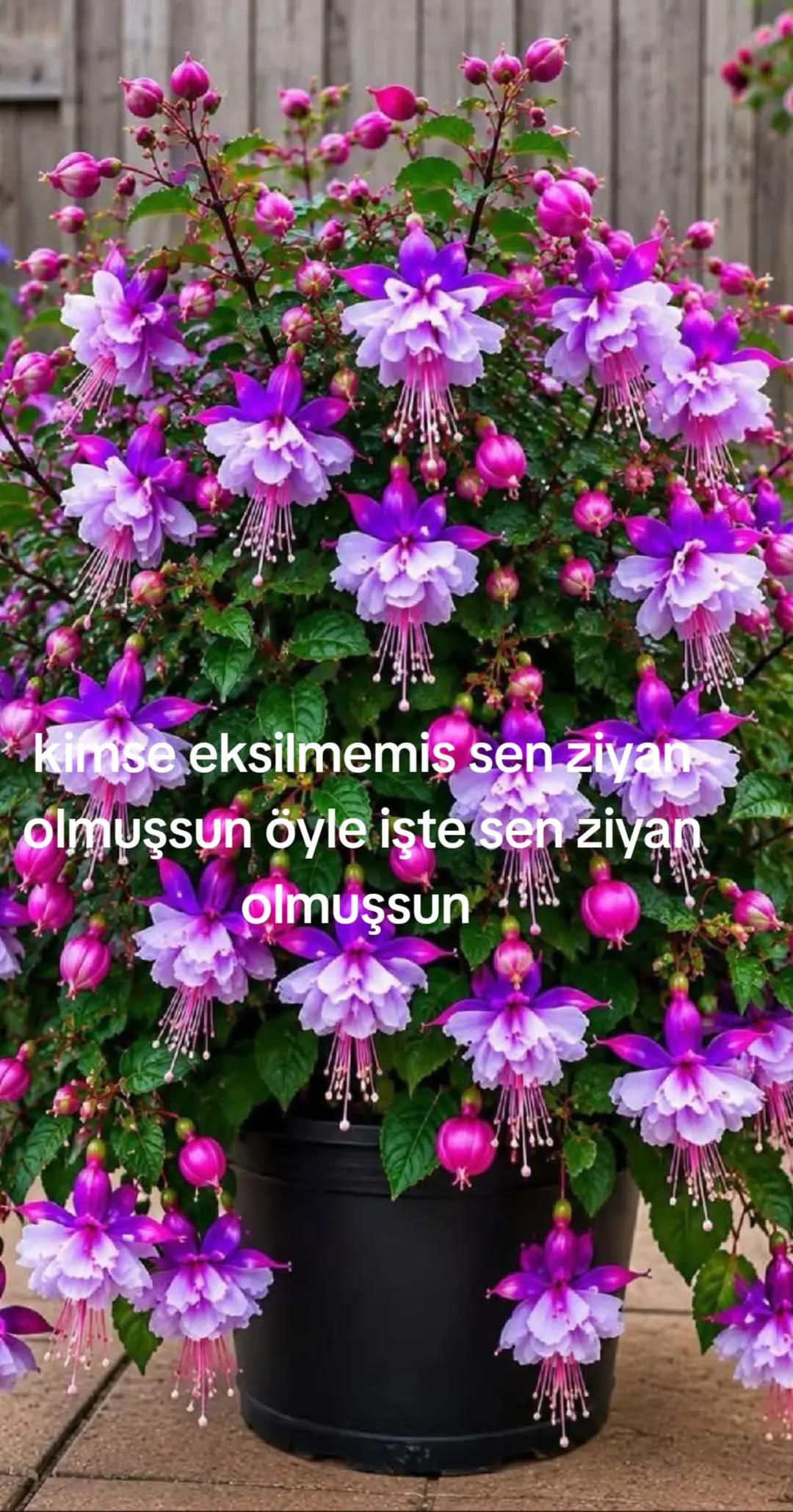 @Karako&ccedil;