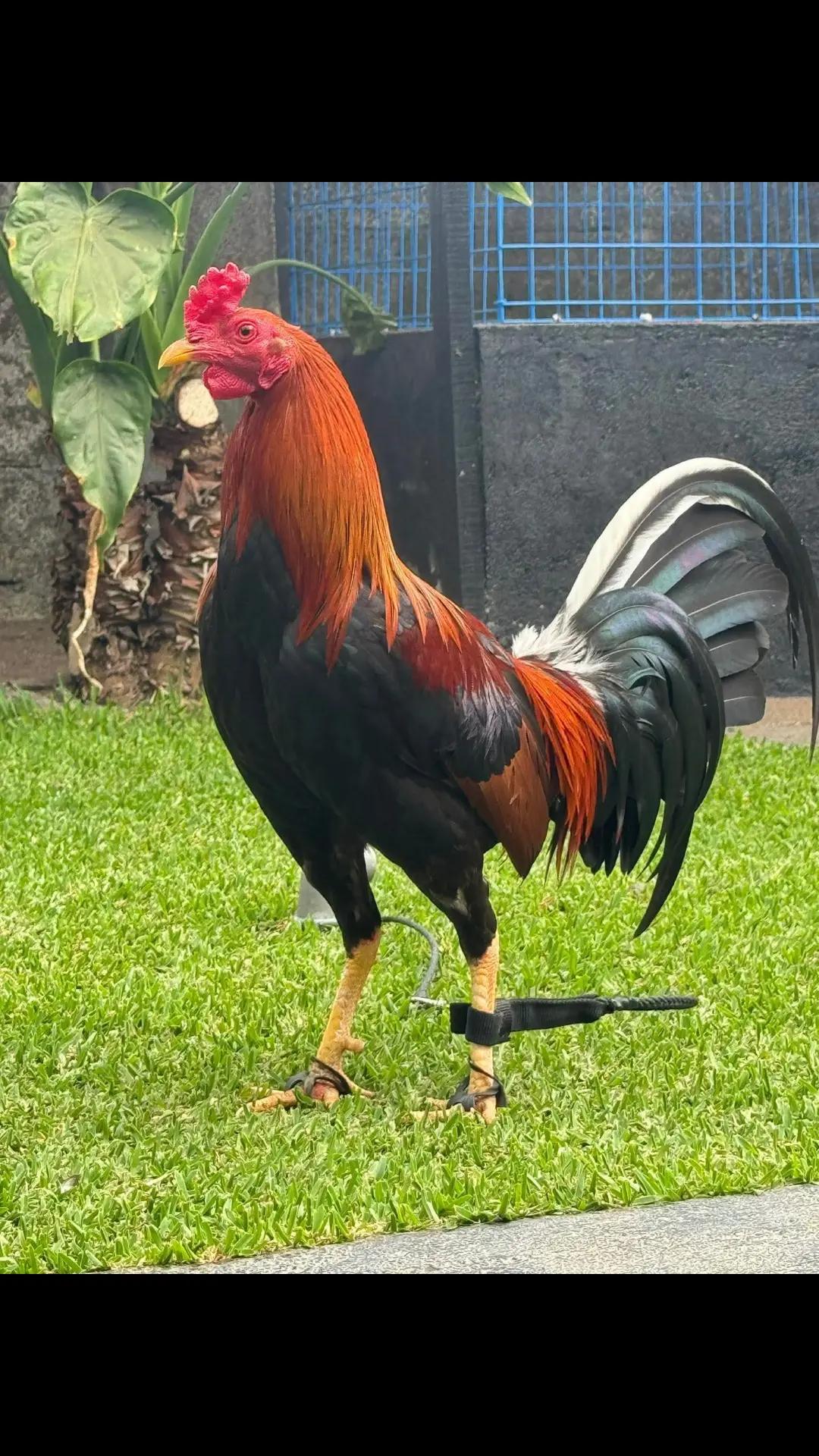 @Zoren ka manok tv