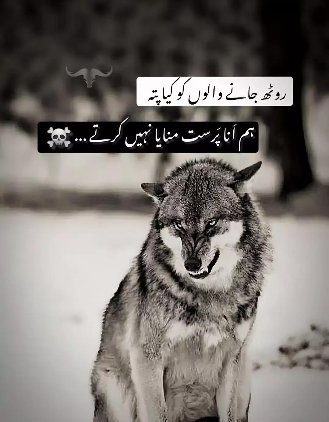 @نوید راجپوت