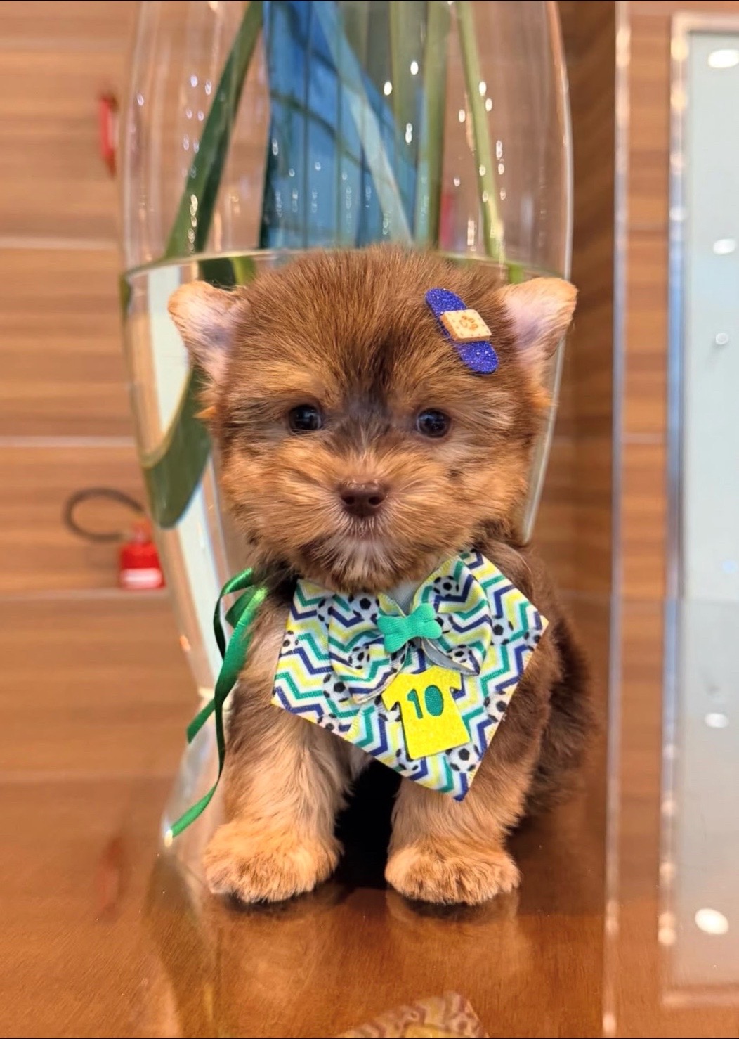 @Aloha Teacup Puppies